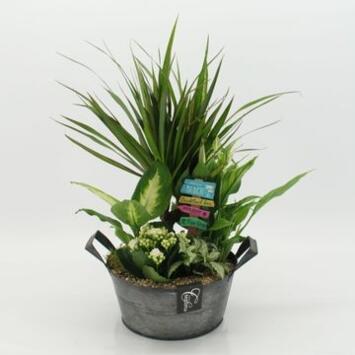 image COMPO 5 PLANTES ZINC