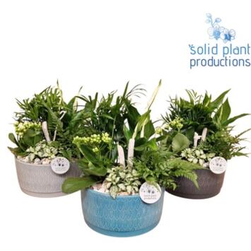 image COMPO 5 PLANTES CERAM