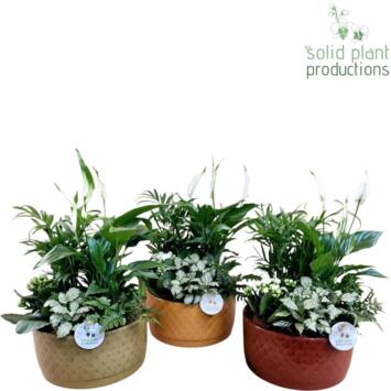 image COMPO 5 PLANTES CERAM