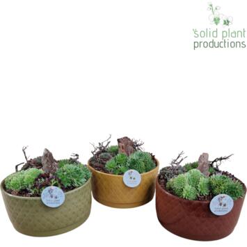 image SEMPERVIVUM COUPE CERAM DECO