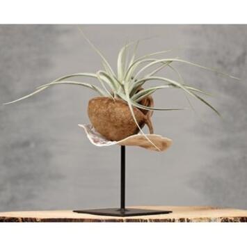 image TILLANDSIA P COCO SUPPORT METAL