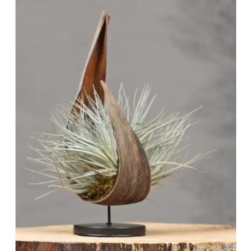 image TILLANDSIA P COCO