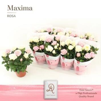 image ROSIER INFINITY BICOLOR