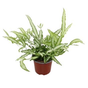 image PTERIS CRETICA ALBOLINEATA