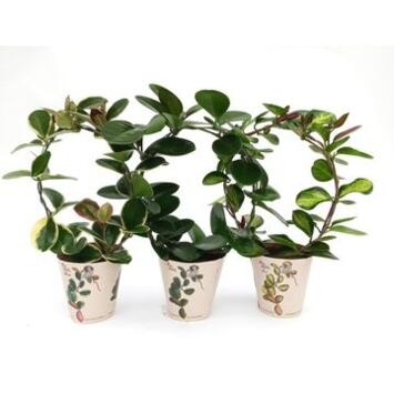 image HOYA ARCEAU VARIE