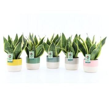 image SANSEVIERIA SUPERBA CERAM