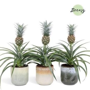 image ANANAS MI AMIGO CERAM