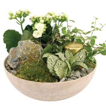 image BAC SEQUOIA 20