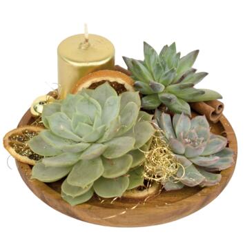 image BOIS NOUGAT 20