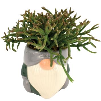 image CERAMIQUE PRALINE 20