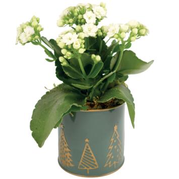 image ZINC STOLLEN 20