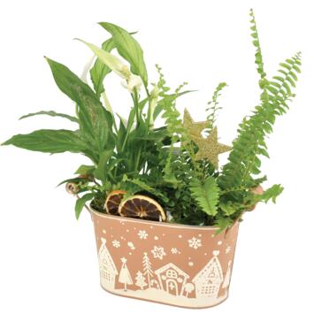 image ZINC SUCRE D ORGE 20