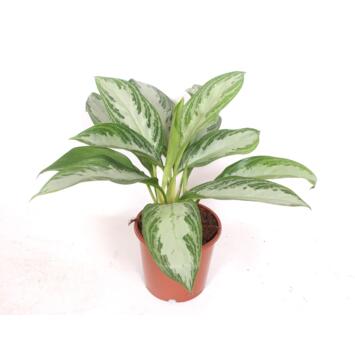 image AGLAONEMA SILVER BAY