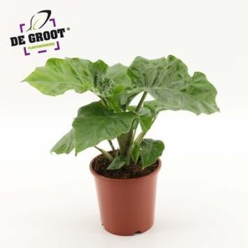 image ALOCASIA LOW RIDER