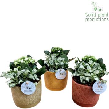 image KALANCHOE CERAM