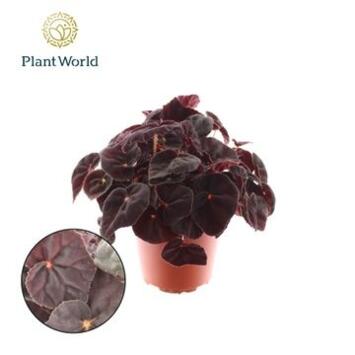 image BEGONIA MAGIC COLOR CONGA