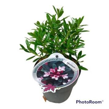 image DAPHNE SWEETHEART