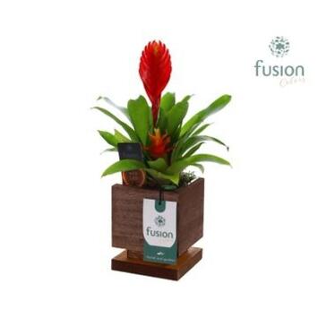 image BROMELIACEE CERAM