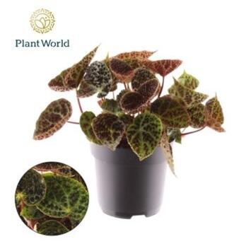image BEGONIA FEROX