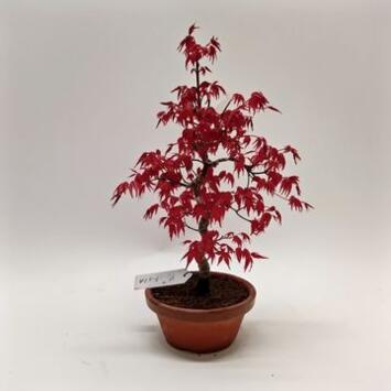 image BONSAI ACER DESHOJYO COUPE