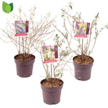 image BUDDLEIA VARIE