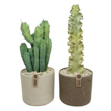 image CACTUS VARIE CERAM