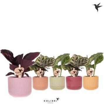 image CALATHEA VARIE CERAM