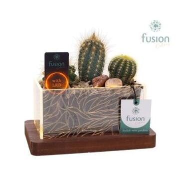 image CACTUS X3 CERAM
