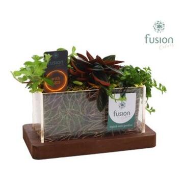 image PLANTES VERTE X3 CERAM