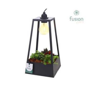 image COMPO PLANTE VERTE AMPOULE LANTERNE