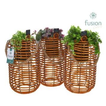 image PLANTE VERTE VARIEE VANNERIE