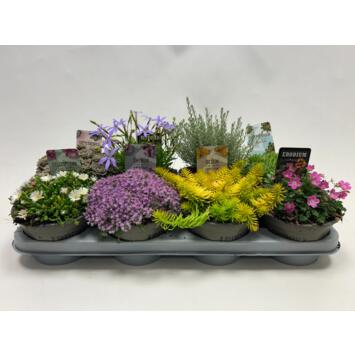 image PLANTES EXT VARIEES