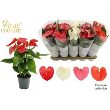 image ANTHURIUM ANDREANUM VARIES