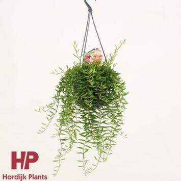 image AESCHYNANTHUS GREEN STAR SUSP