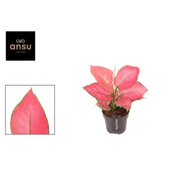 image AGLAONEMA RASBERRY LOVE
