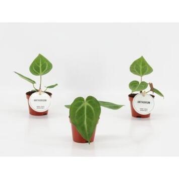 image ANTHURIUM MAGNIFICUM