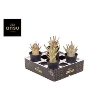 image ADENIUM BAOBAB P NOIR