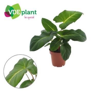 image ADELONEMA CRINIPES