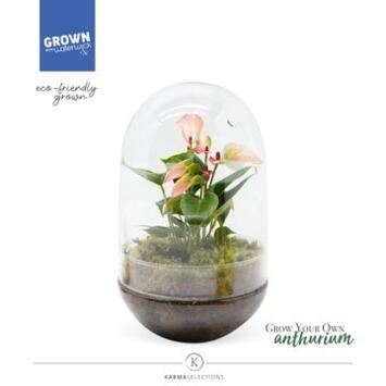 image COMPO ANTHURIUM VERRERIE