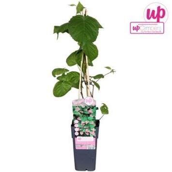 image KIWI ACTINIDIA KOLOMIKTA