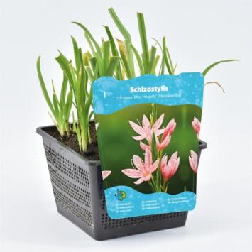image SCHIZOSTYLIS COCCINEA MRS HEGARTY