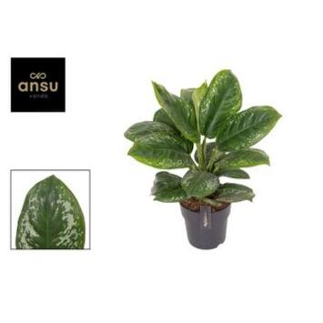 image AGLAONEMA ONYX GREEN
