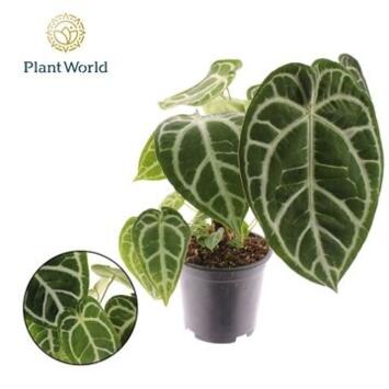 image ANTHURIUM CHRYSTALLINUM