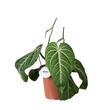 image ANTHURIUM VILLENAORUM