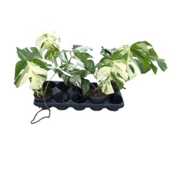 image PHILODENDRON MONSTERA PANACHE