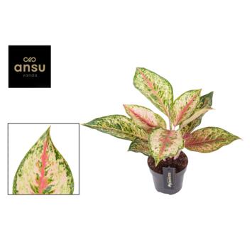 image AGLAONEMA PAINTED CELEBRATION