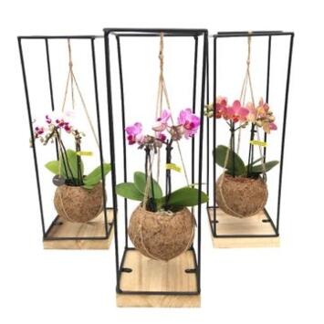 image COMPO PHALAENOPSIS SUSP METAL
