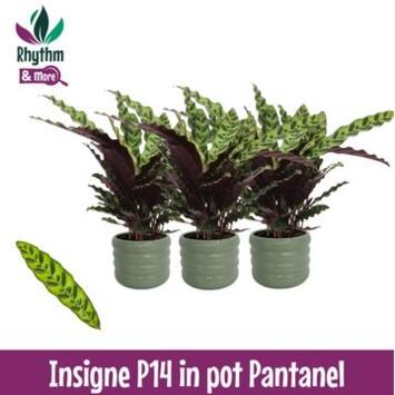 image CALATHEA LANCIFOLIA CERAM