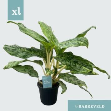 image AGALAONEMA PEACOCK