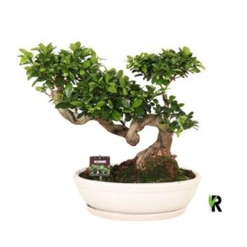 image FICUS GINSENG CERAM
